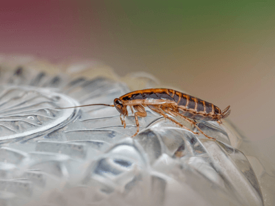 About Park Ridge Estates Roach Control - roach control experts in Park Ridge Estates